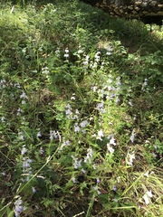 Collinsia concolor