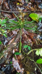 Lemeltonia monadelpha