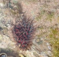 Anthopleura biscayensis