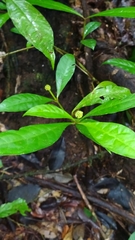 Eumachia guianensis
