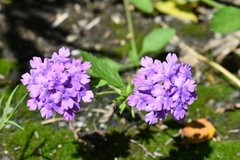 Glandularia megapotamica