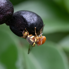 Bactrocera bancroftii