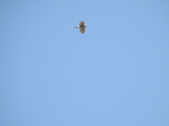 Accipiter trivirgatus