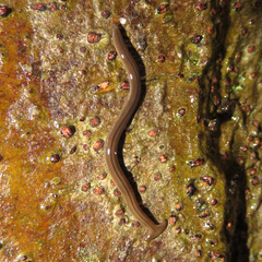 Bipalium monolineatum