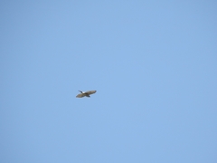 Accipiter trivirgatus