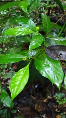 Eumachia guianensis
