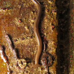 Bipalium monolineatum