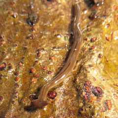 Bipalium monolineatum