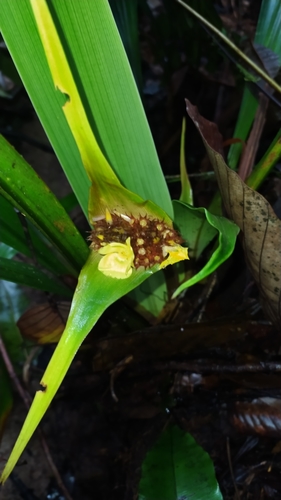 Rapatea paludosa (Rapatea paludosa)