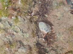 Anthopleura biscayensis