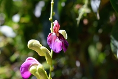 Canavalia bonariensis