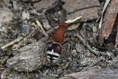 Timulla ferrugata