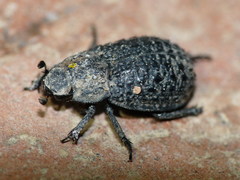 Trox perlatus