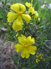 Hibbertia hypericoides hypericoides