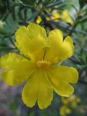 Hibbertia hypericoides hypericoides