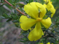 Hibbertia hypericoides hypericoides