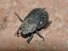 Trox perlatus
