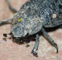 Trox perlatus