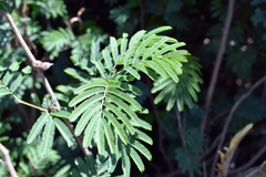 Calliandra parvifolia