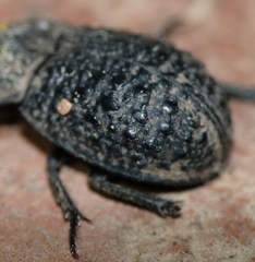 Trox perlatus