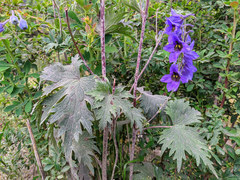 Delphinium bracteosum