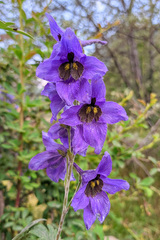 Delphinium bracteosum