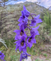 Delphinium bracteosum