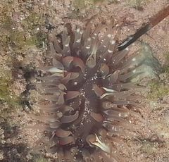 Anthopleura biscayensis