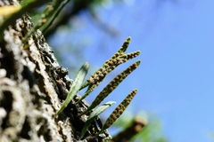 Microgramma mortoniana