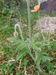 Papaver oreophilum
