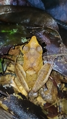 Pristimantis chiastonotus