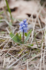 Muscari azureum