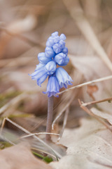 Muscari azureum