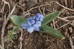Muscari azureum