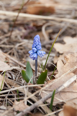 Muscari azureum