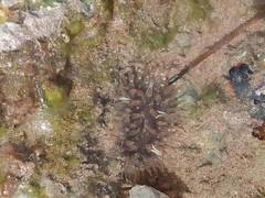 Anthopleura biscayensis