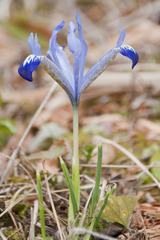 Iris reticulata