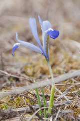 Iris reticulata