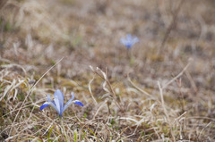 Iris reticulata