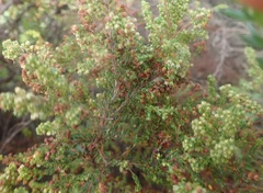 Erica leucopelta