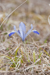 Iris reticulata