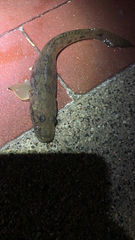 Acanthogobius flavimanus