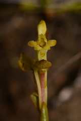 Satyrium outeniquense