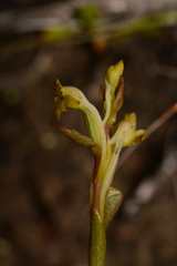 Satyrium outeniquense