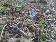 Muscari azureum