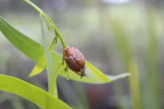 Paropsis intermedia