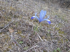 Iris reticulata