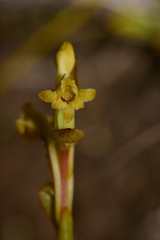 Satyrium outeniquense