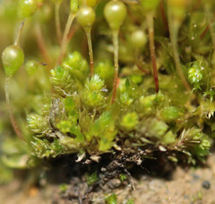 Bryum dichotomum