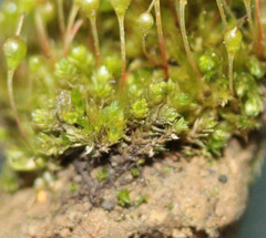Bryum dichotomum